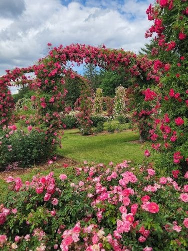 Elizabeth Park Rose Garden
