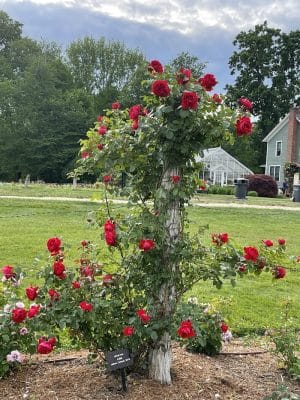 Elizabeth Park Rose Garden