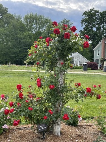 Elizabeth Park Rose Garden