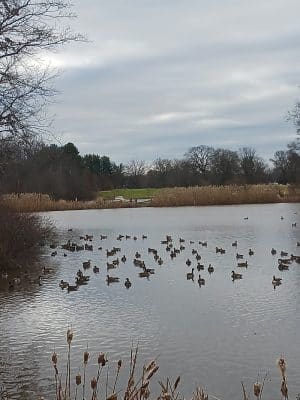 Goodwin Park Pond