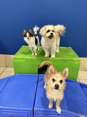 Hounds Town Hartford