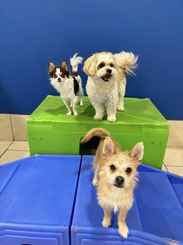 Hounds Town Hartford