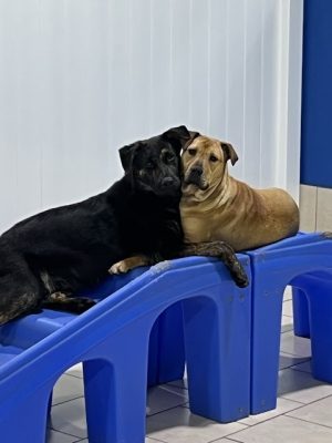 Hounds Town Hartford
