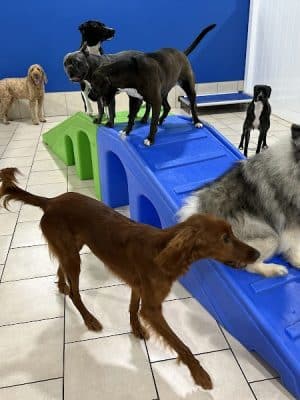 Hounds Town Hartford