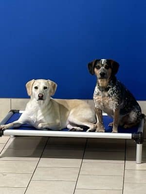 Hounds Town Hartford