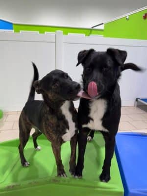 Hounds Town Hartford