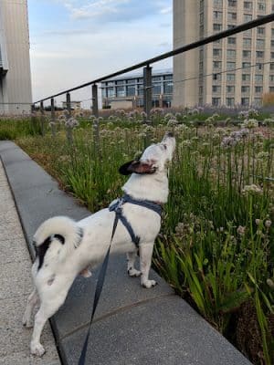 Mortensen Riverfront Plaza