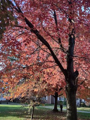 West Hartford Parks