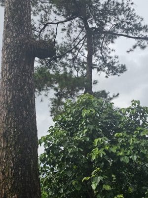 West Hartford Parks
