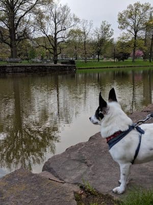 Bushnell Park