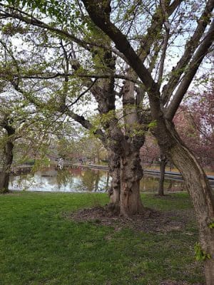 Bushnell Park