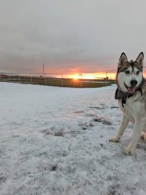 Pawfoot Dog Park