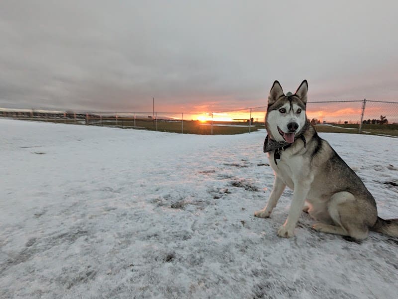 Pawfoot Dog Park