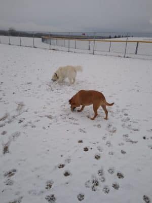 Pawfoot Dog Park