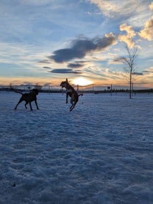 Pawfoot Dog Park