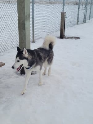 Pawfoot Dog Park