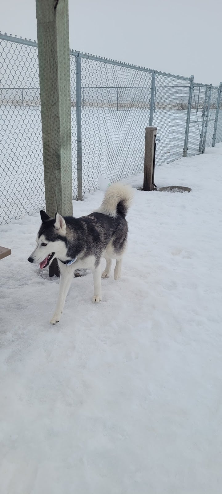 Pawfoot Dog Park