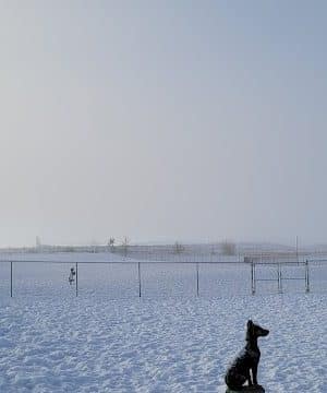 Pawfoot Dog Park