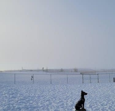 Pawfoot Dog Park