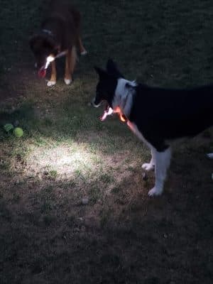 Pawfoot Dog Park