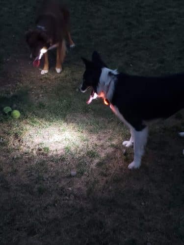 Pawfoot Dog Park