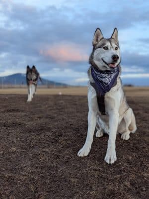 Pawfoot Dog Park