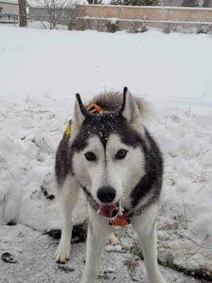 Pawfoot Dog Park