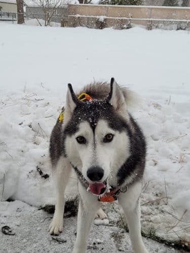 Pawfoot Dog Park