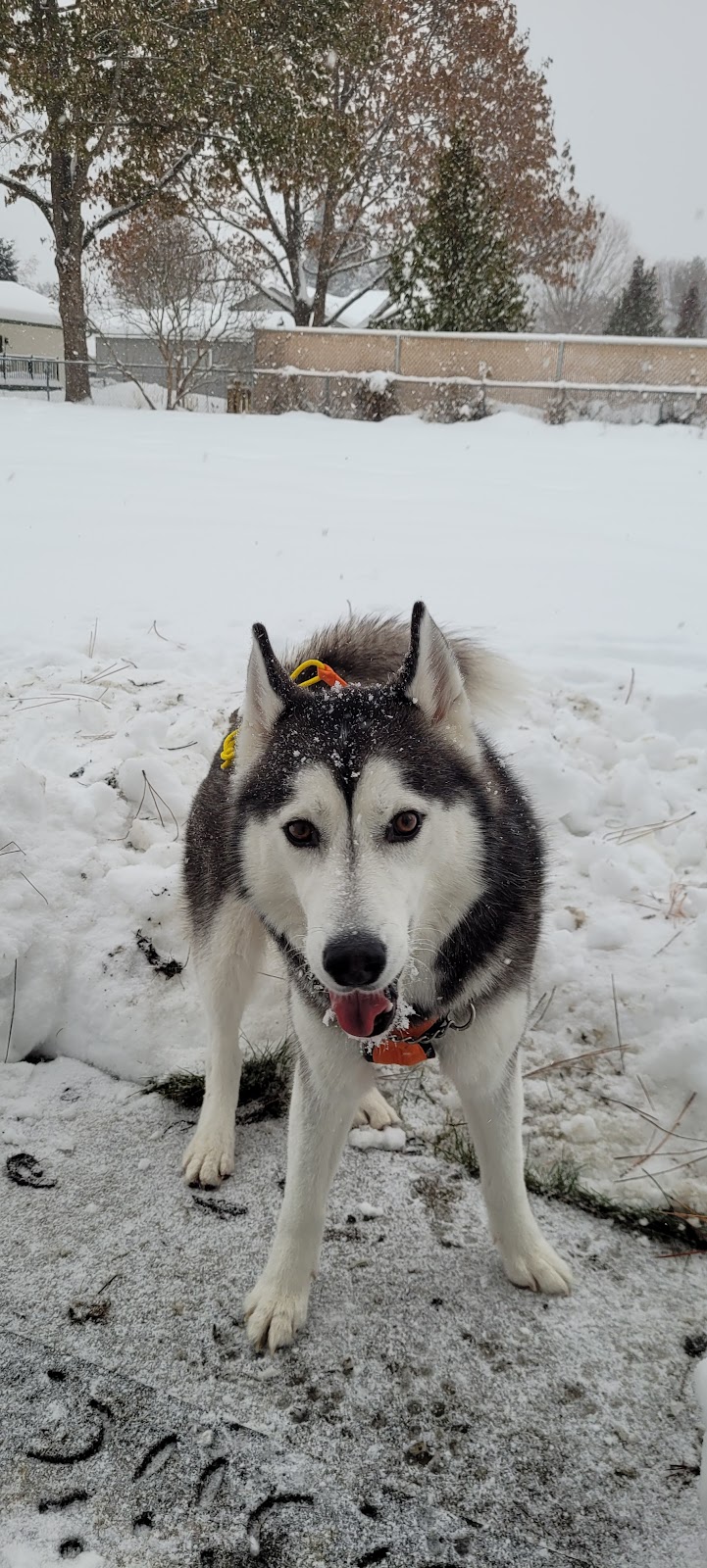 Pawfoot Dog Park