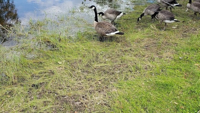 Shues Pond Park - Hayward, WI