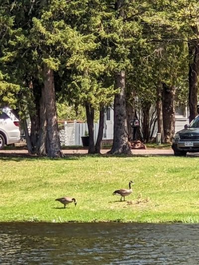 Shues Pond Park - Hayward, WI