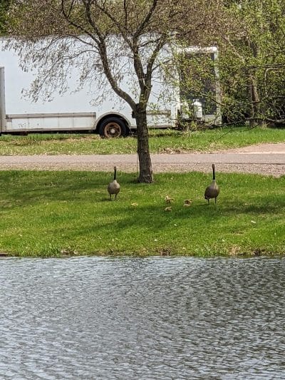 Shues Pond Park - Hayward, WI