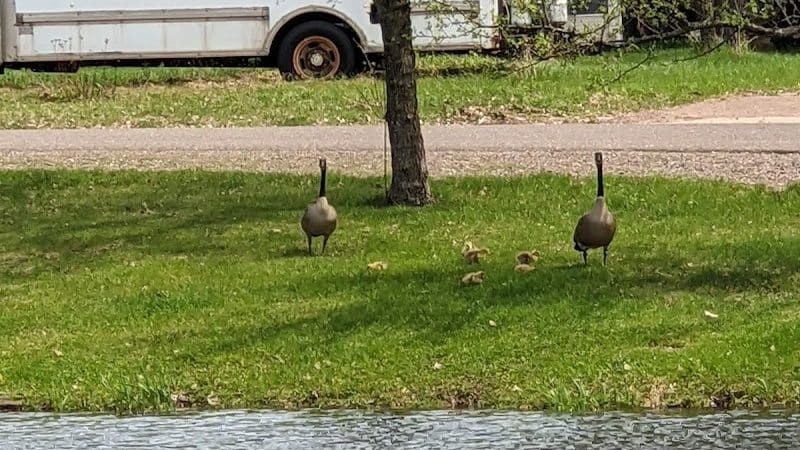 Shues Pond Park - Hayward, WI