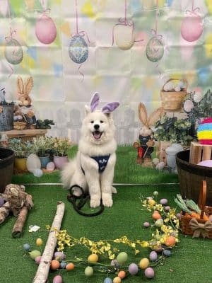 Stoney Run Canine Camp and Academy