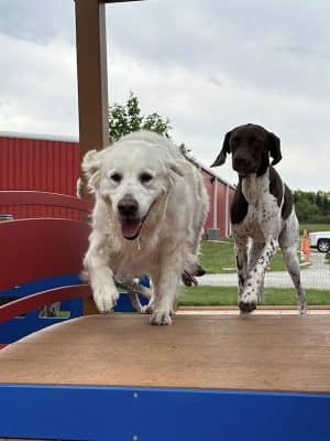 Stoney Run Canine Camp and Academy