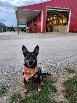 Stoney Run Canine Camp and Academy