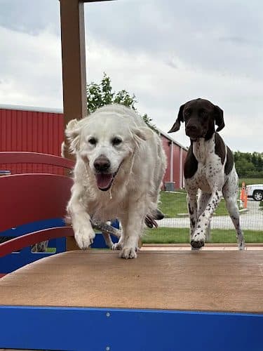 Stoney Run Canine Camp and Academy