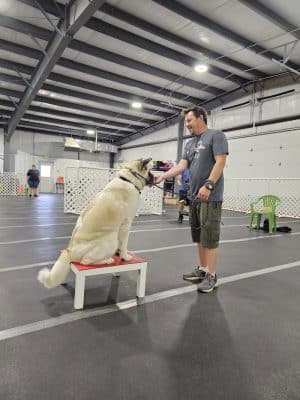 Stoney Run Canine Camp and Academy