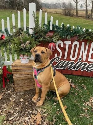 Stoney Run Canine Camp and Academy