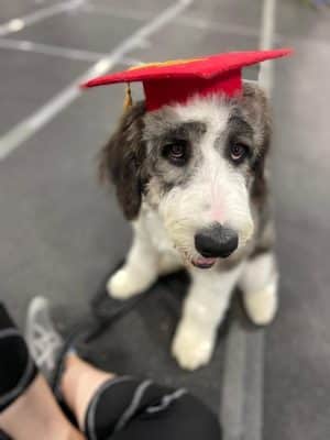 Stoney Run Canine Camp and Academy