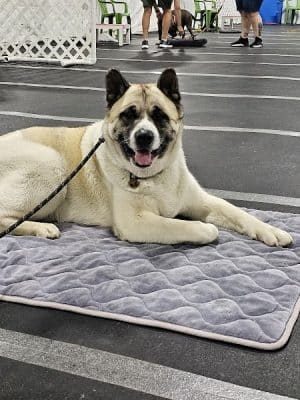 Stoney Run Canine Camp and Academy