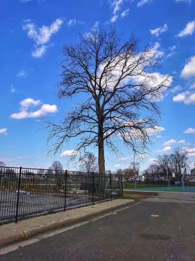 Brierley Park - Hempstead, NY