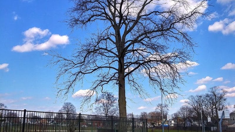 Brierley Park - Hempstead, NY