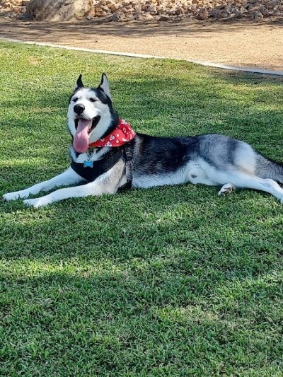 Bark Park at Heritage Park - Henderson, NV