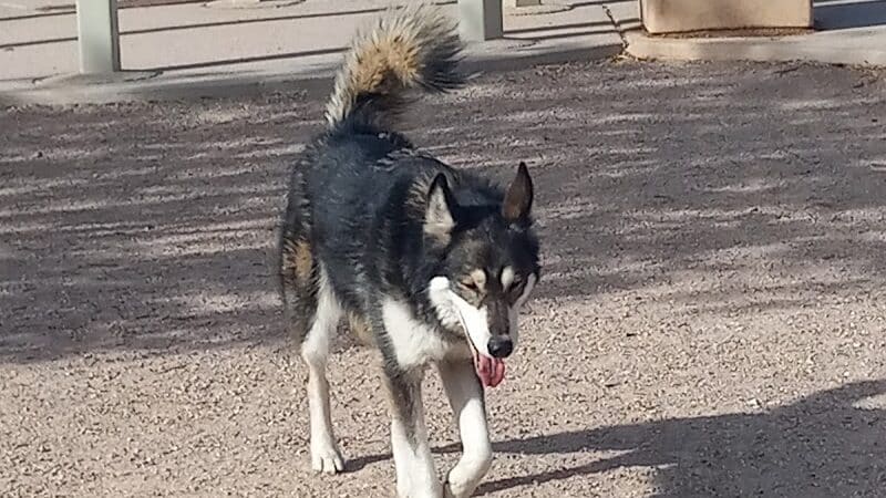 Nicolai's Para Dog park - Henderson, NV