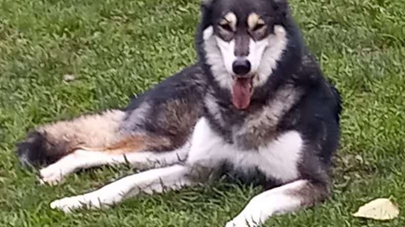 Nicolai's Para Dog park - Henderson, NV