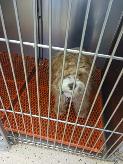 Hewlett Animal Hospital & Pet Resort - Hewlett, NY