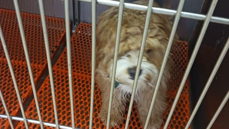 Hewlett Animal Hospital & Pet Resort - Hewlett, NY