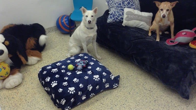 Hewlett Animal Hospital & Pet Resort - Hewlett, NY