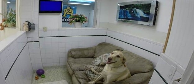 Hewlett Animal Hospital & Pet Resort - Hewlett, NY